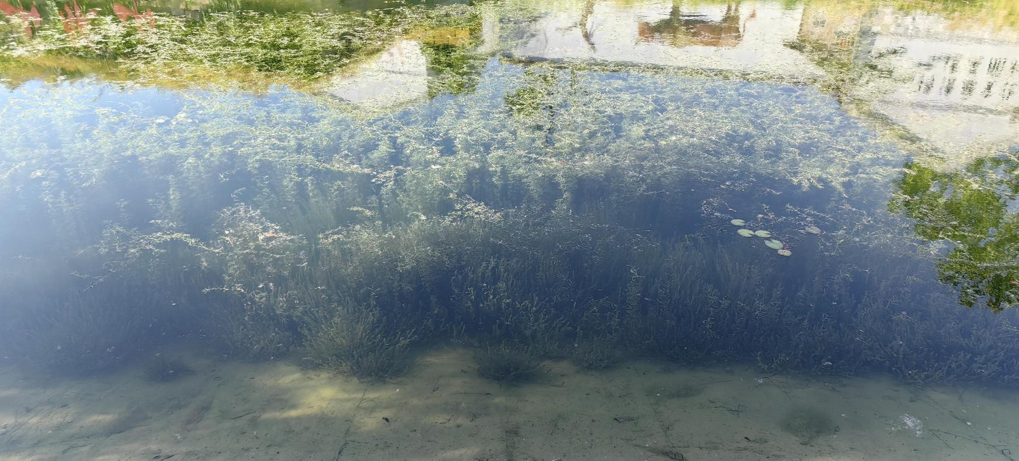 徐州市政府護城河水質(zhì)維護工程