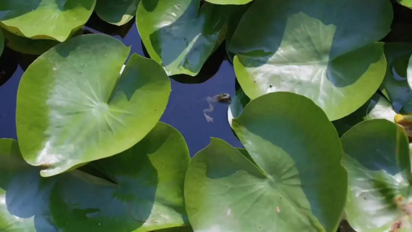 從“工程水”到“生態(tài)活水”，這里打造尾水濕地的樣板